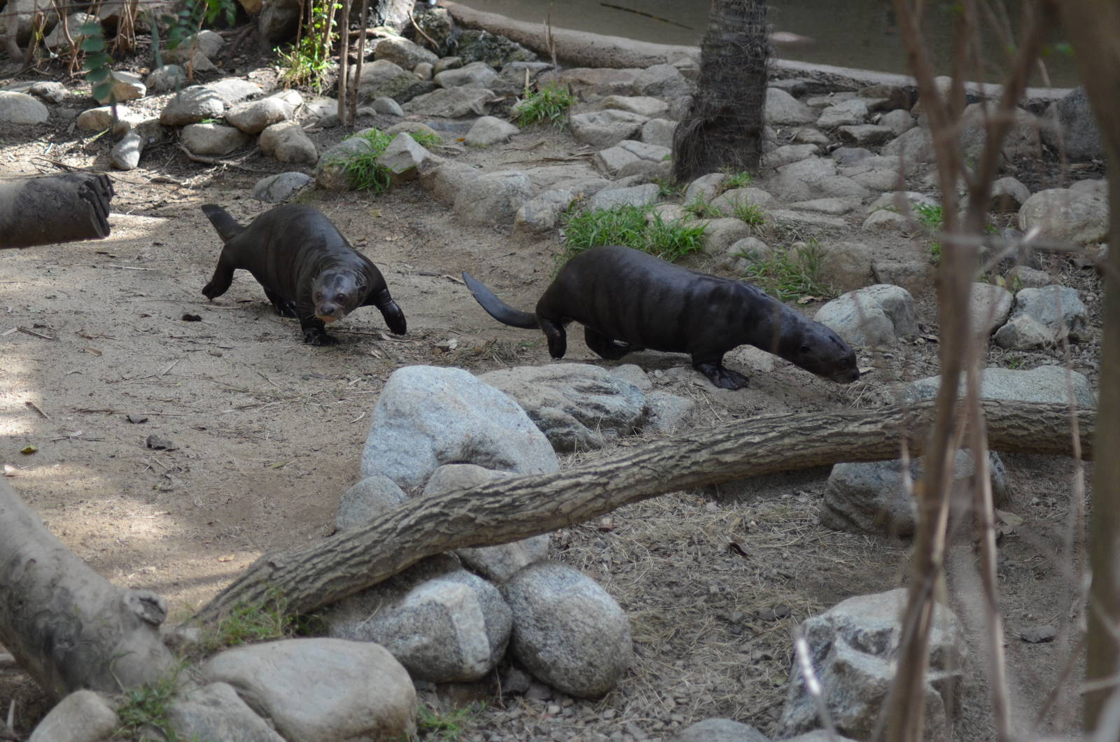 Giant Otters