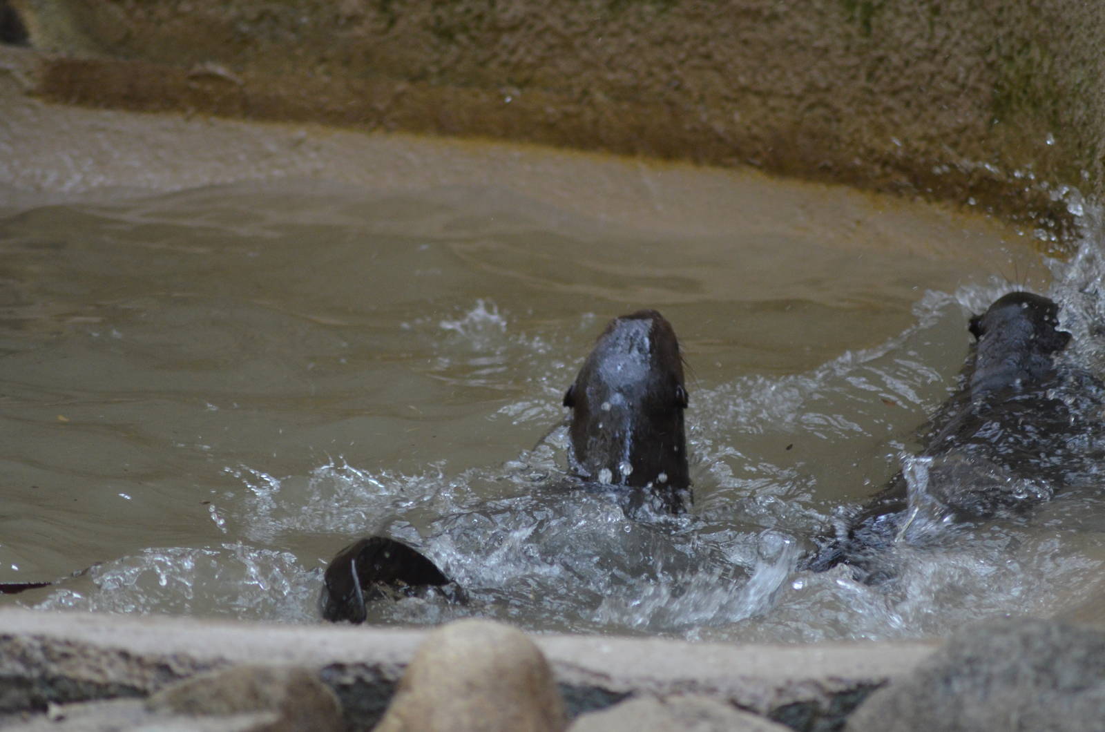 Giant Otters