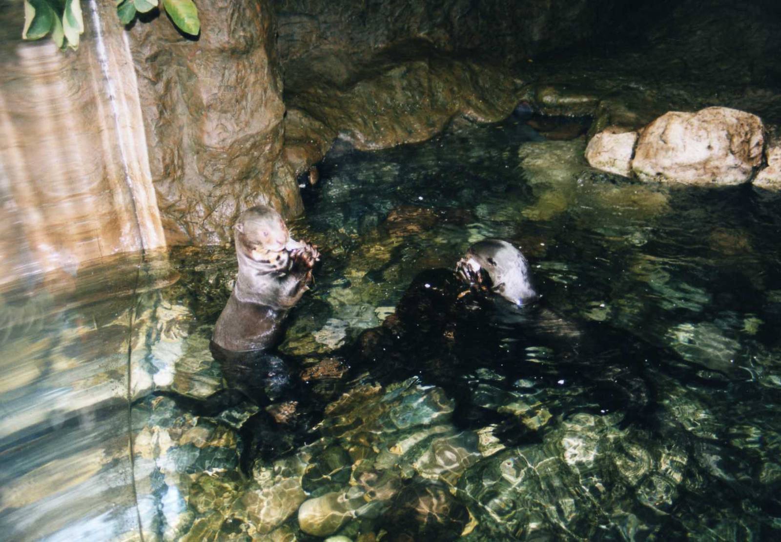 Giant Otters