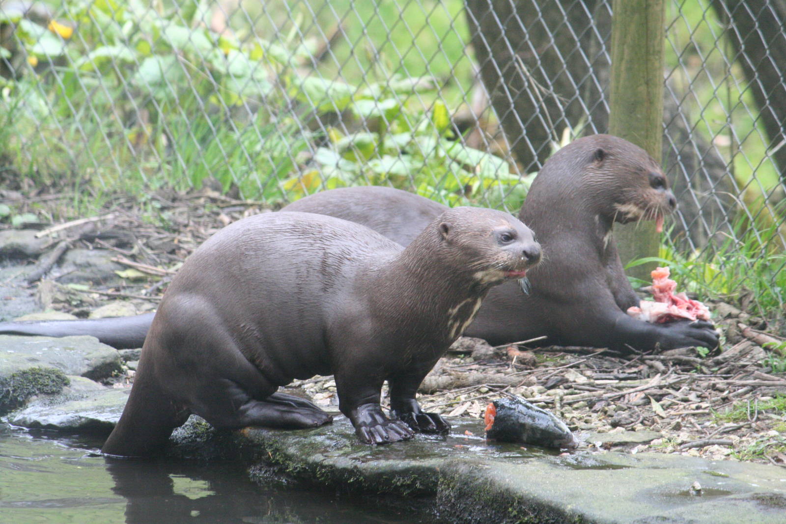 Giant otters