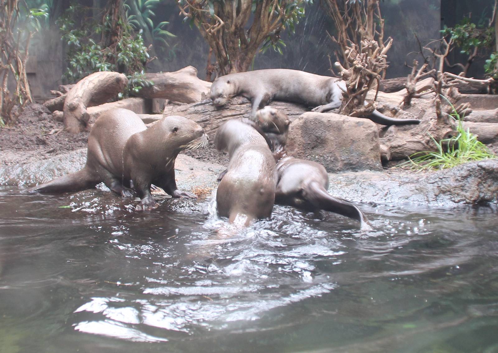 Giant Otters