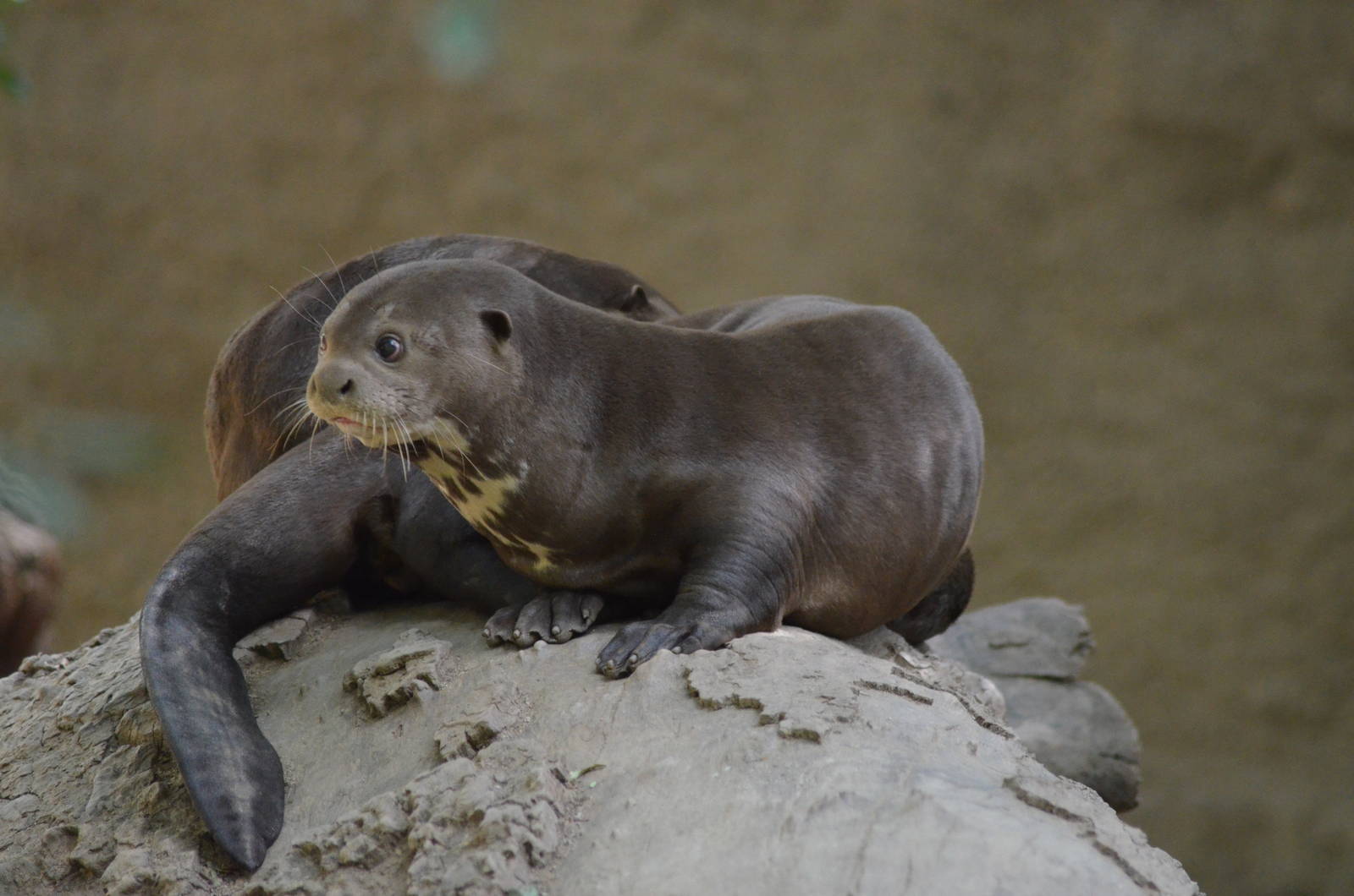 Giant Otters