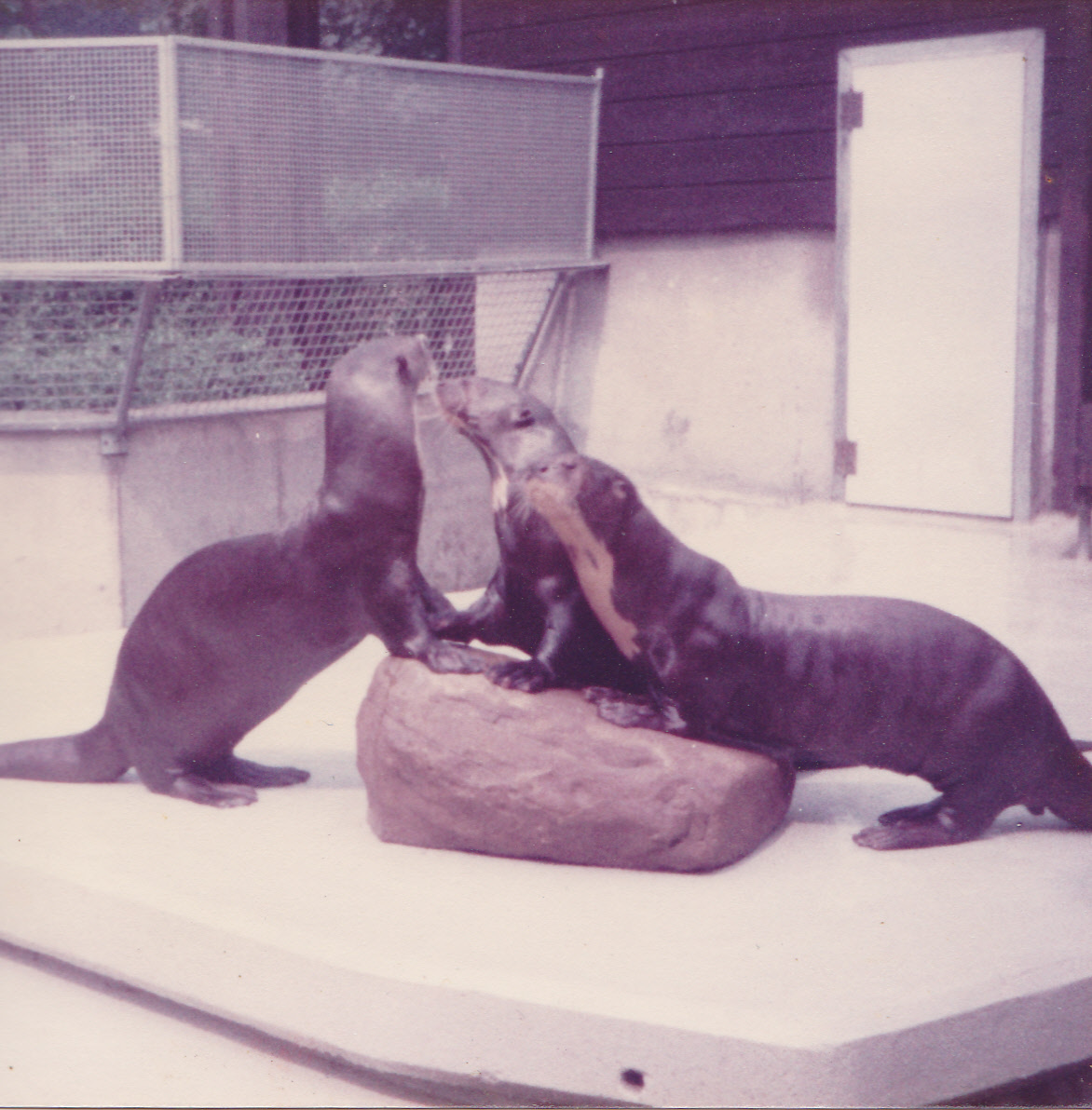 Giant otters