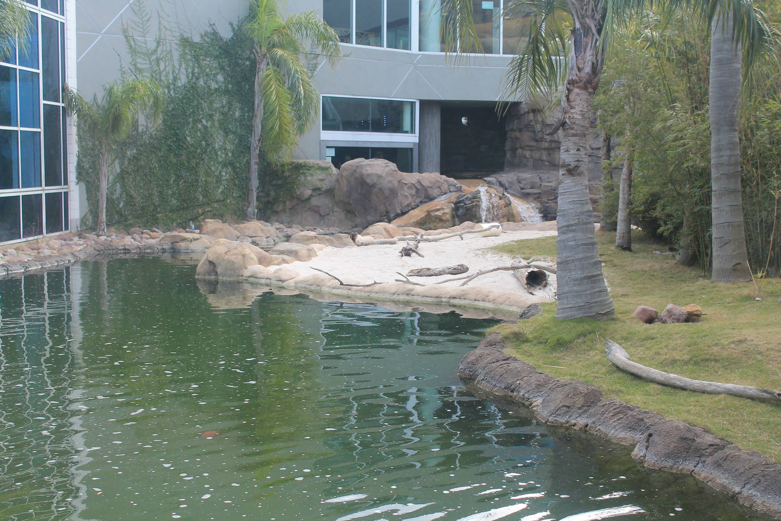 Giant Otters