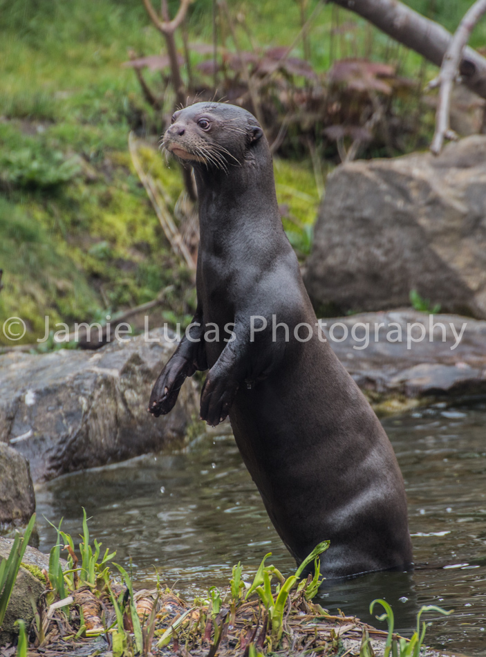 Giant Otters