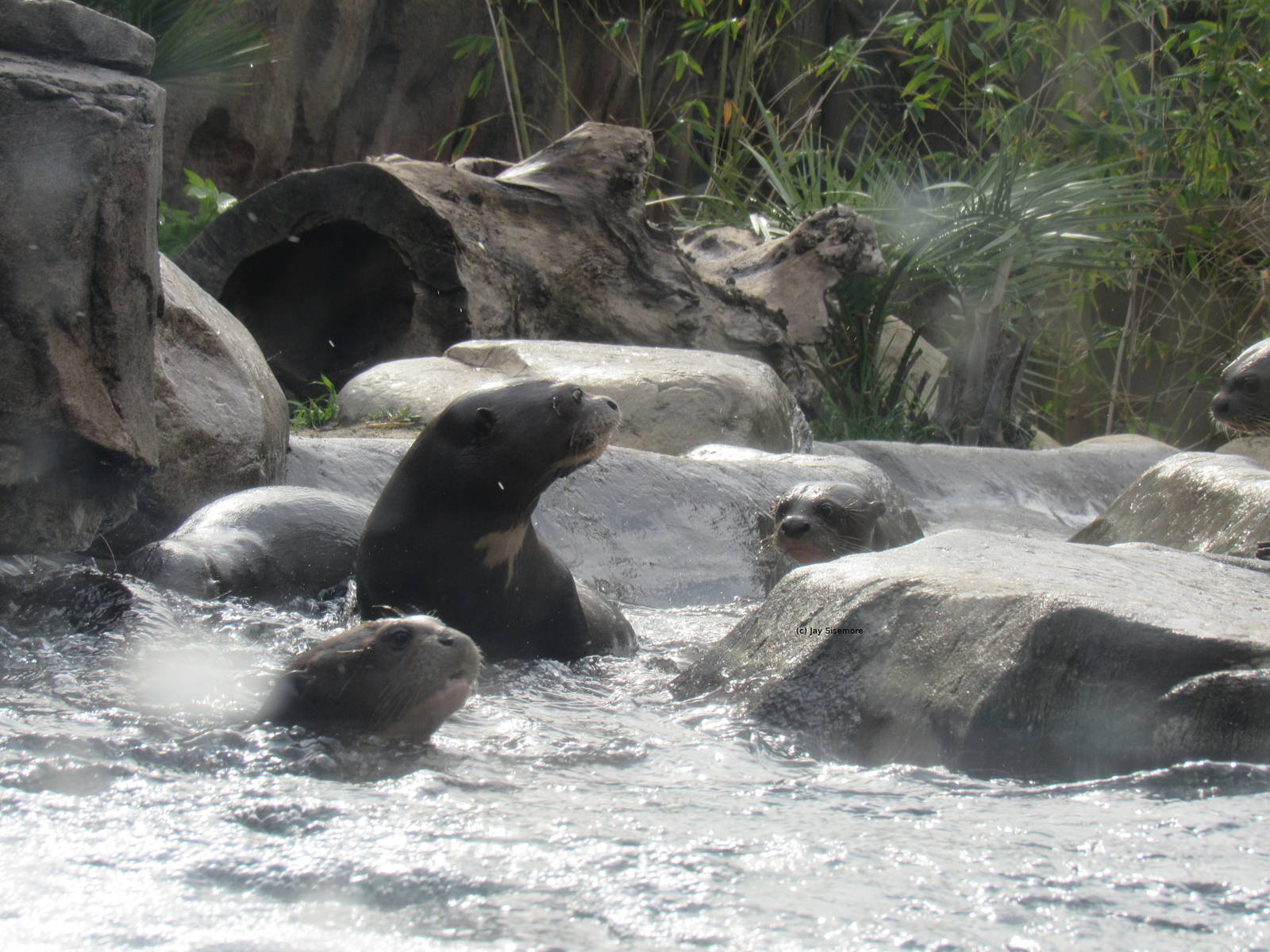 Giant Otters