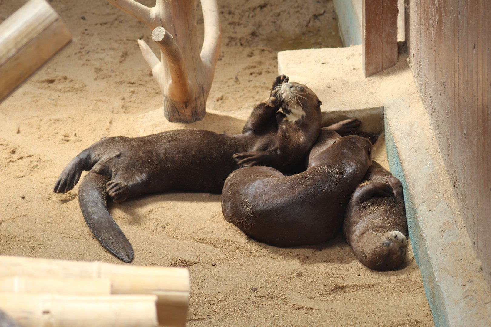 Giant Otters