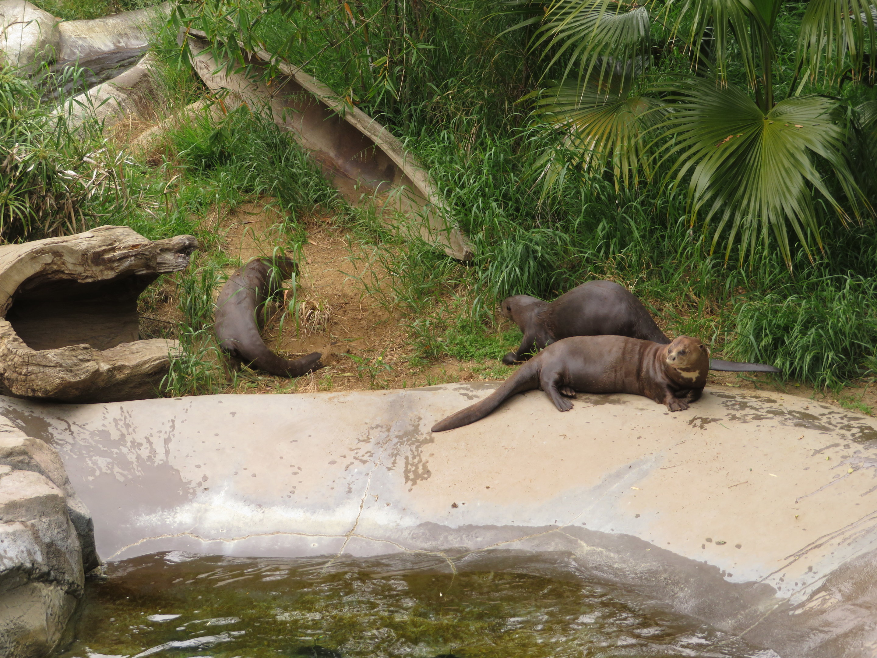 Giant Otters