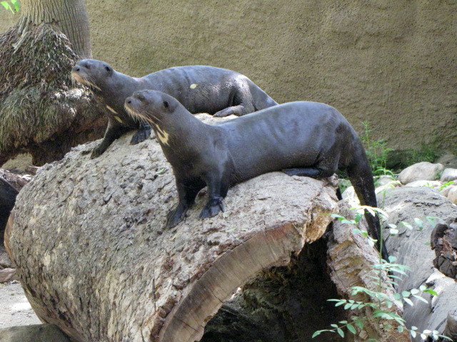 Giant Otters