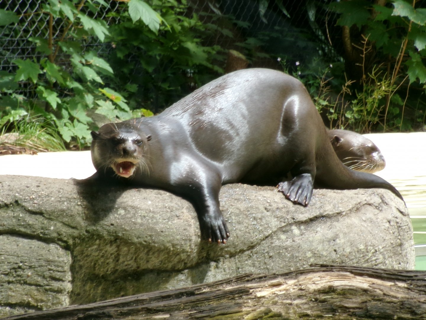 Giant otters