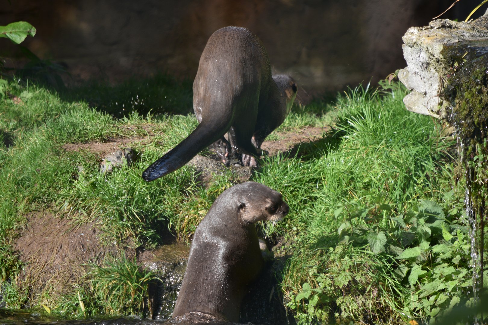 Giant otters