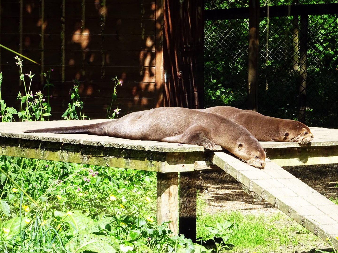 Giant Otters