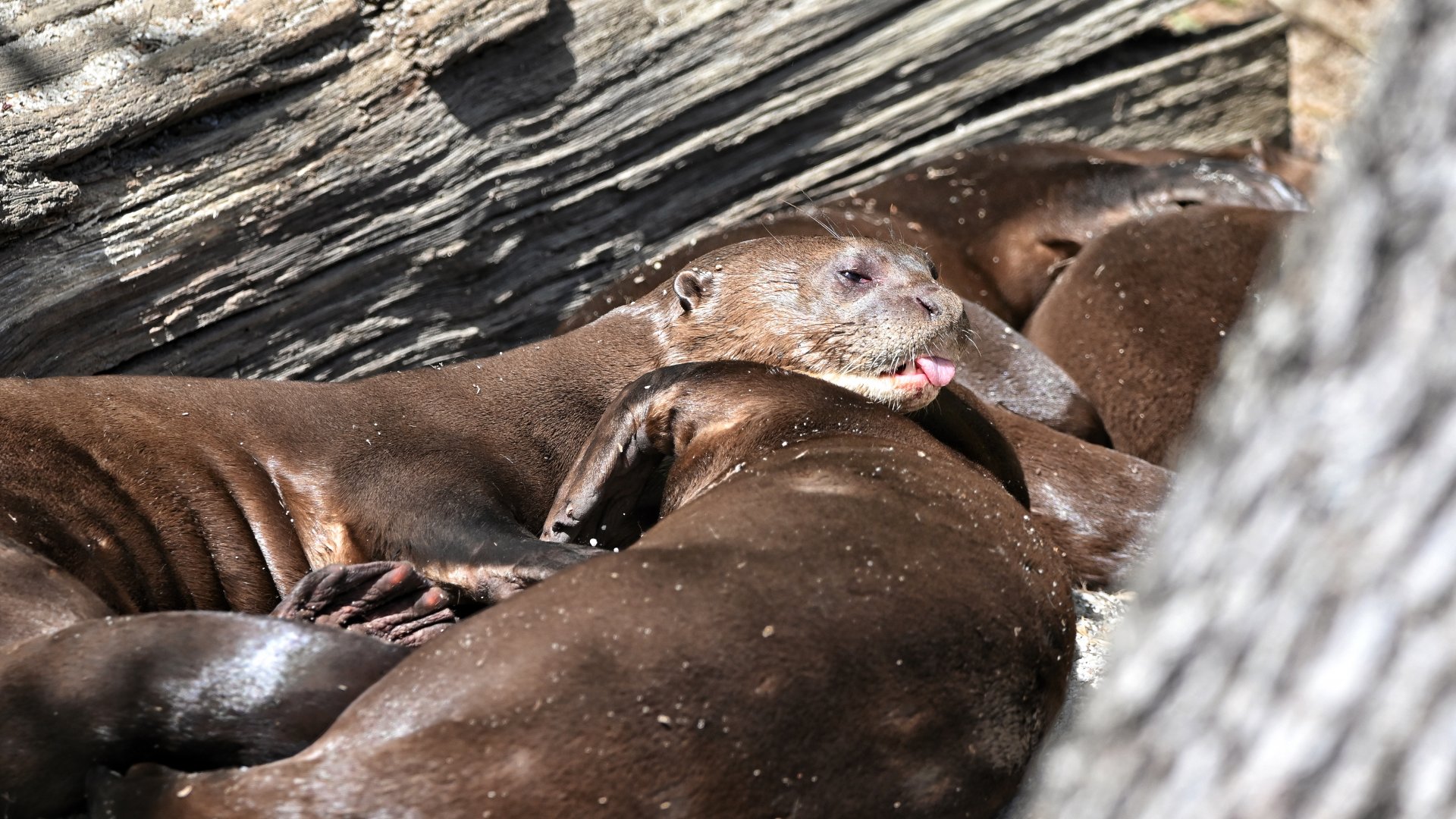 Giant otters