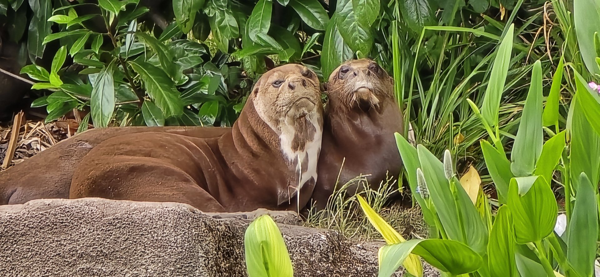 Giant otters