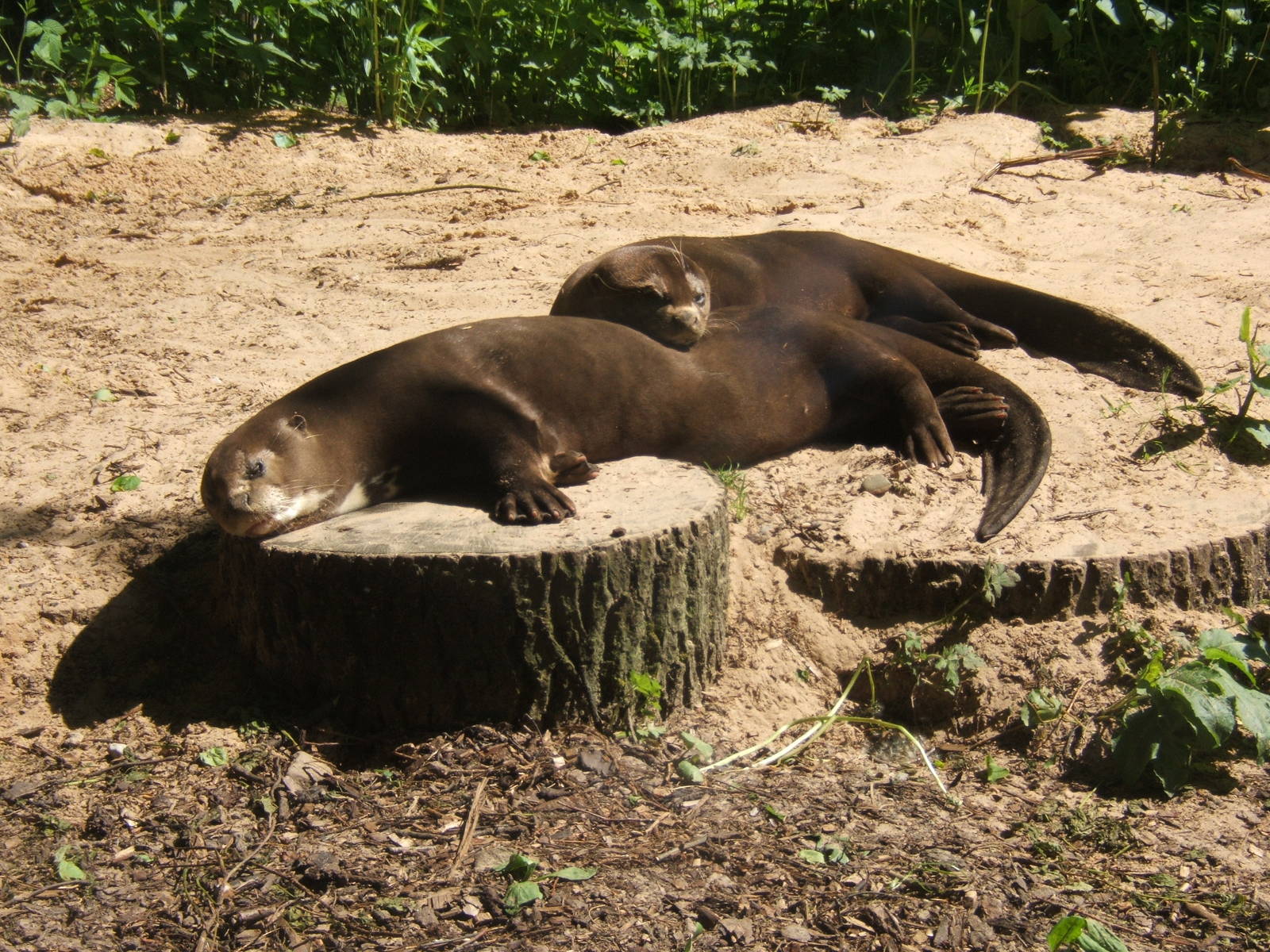 Giant Otters