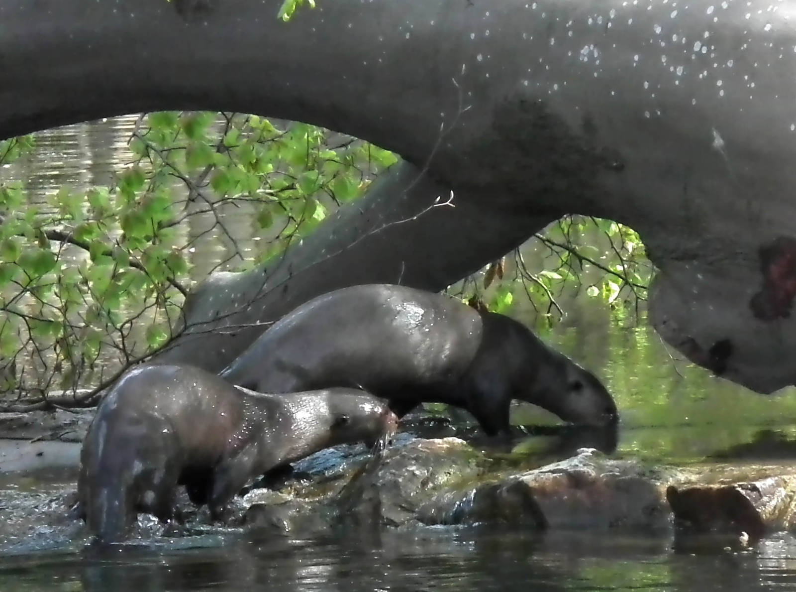 Giant Otters