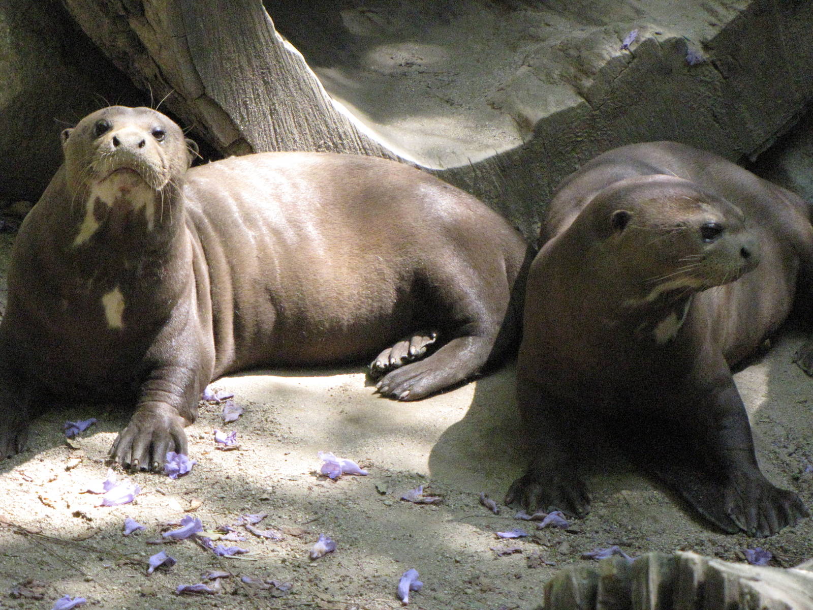 Giant Otters