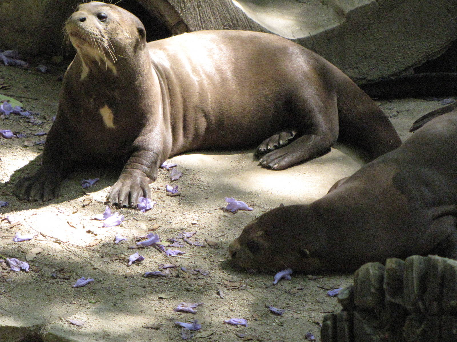 Giant Otters