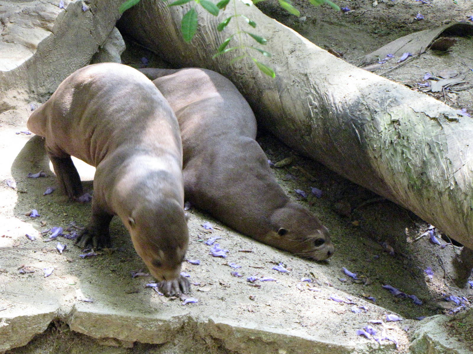 Giant Otters
