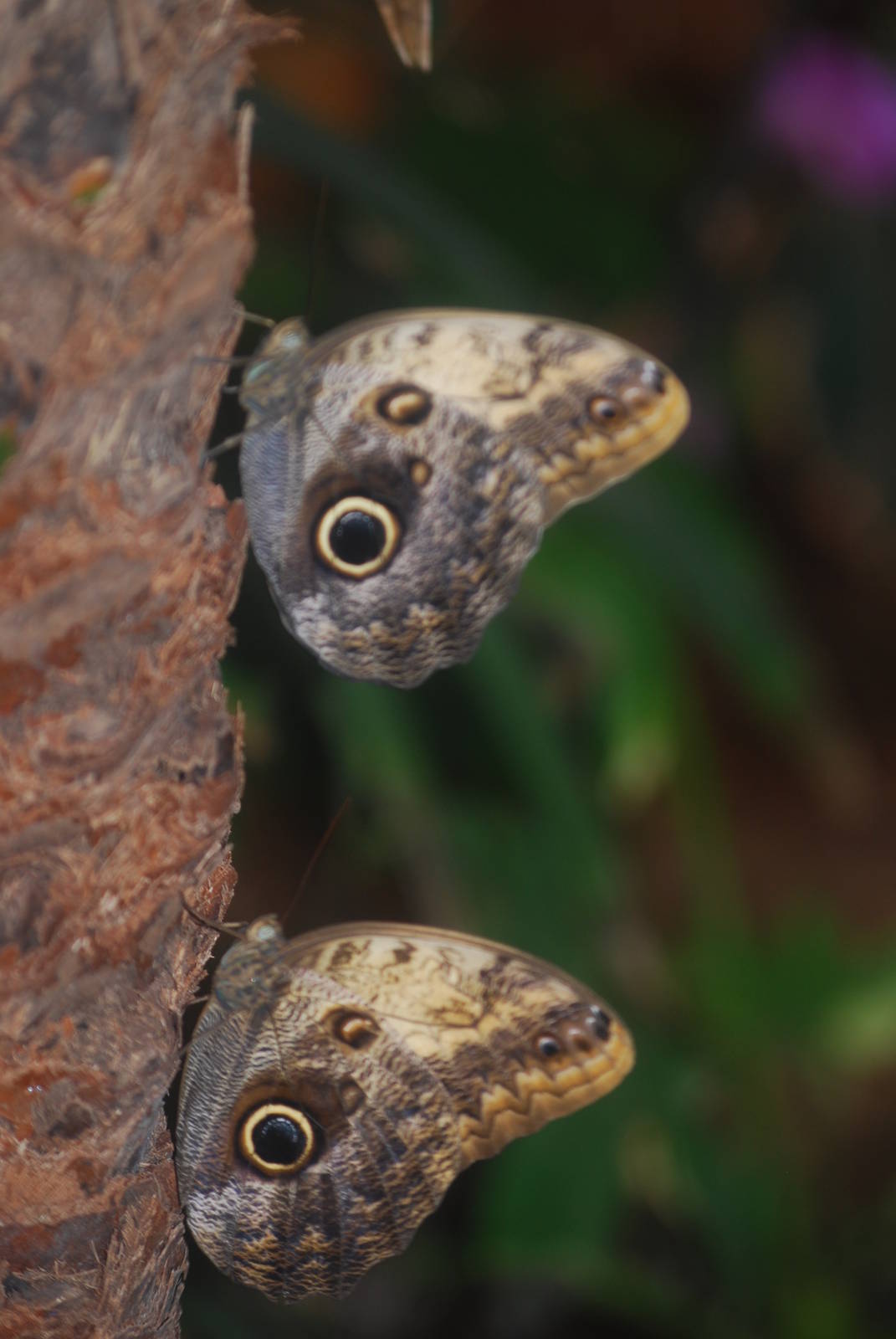 Giant owl butterflies