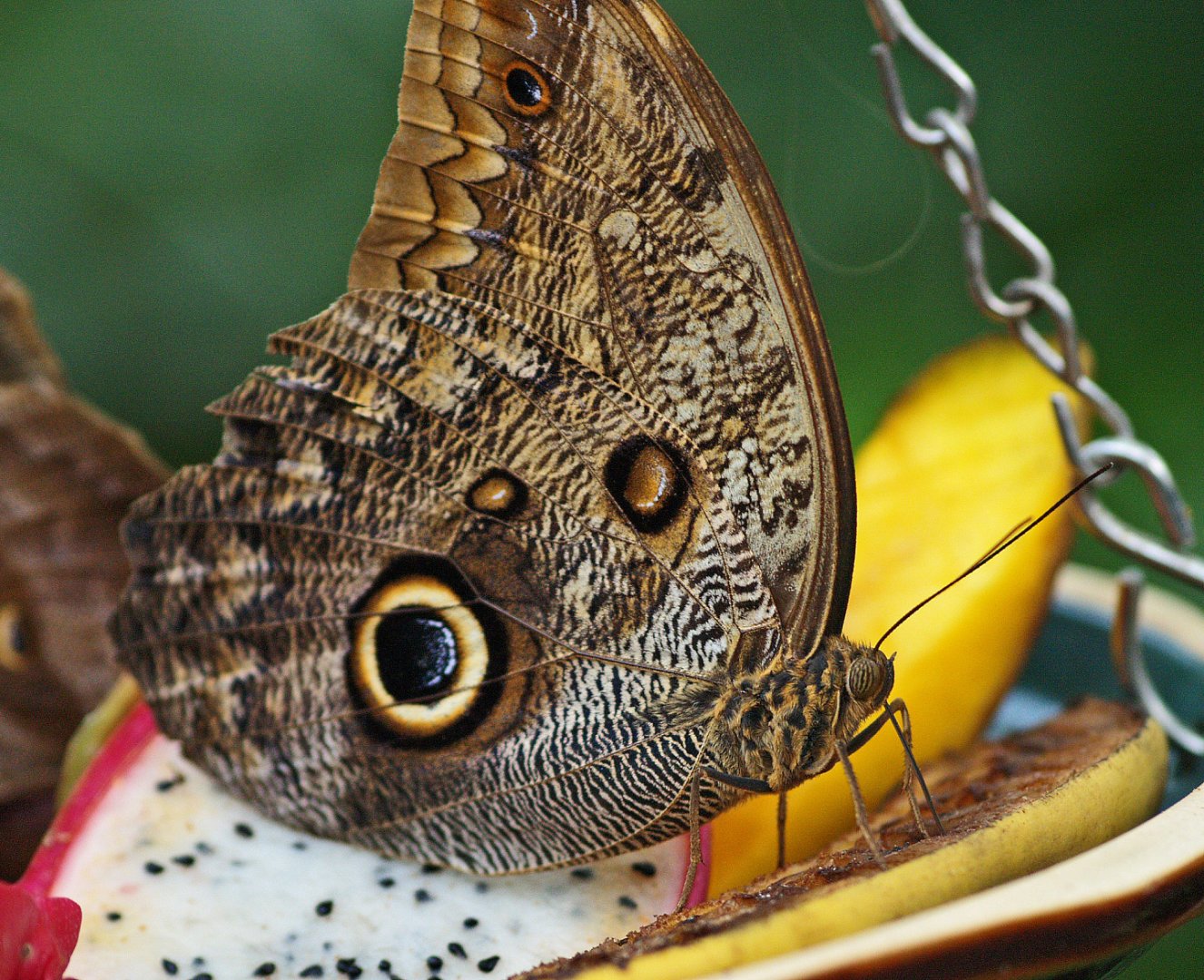 Giant owl butterfly (Caligo memnon), 2009-04-19