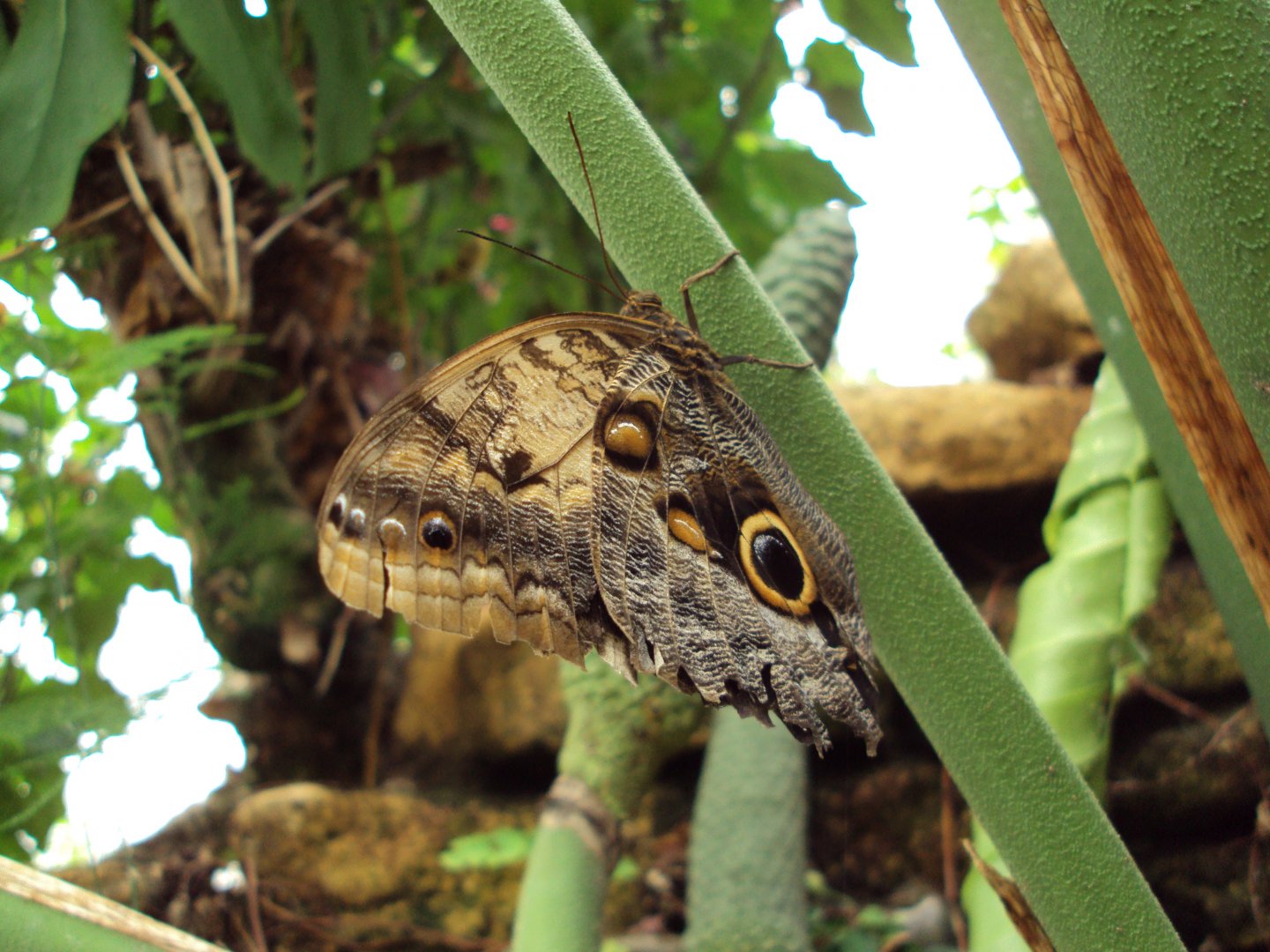Giant Owl Butterfly (Caligo memnon) 25/05/2019