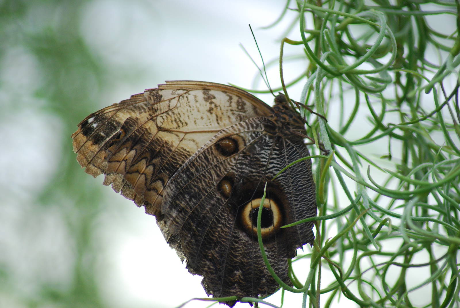 Giant Owl Butterfly (Caligo memnon)