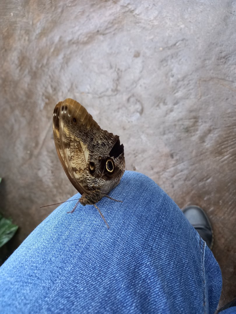 Giant Owl Butterfly