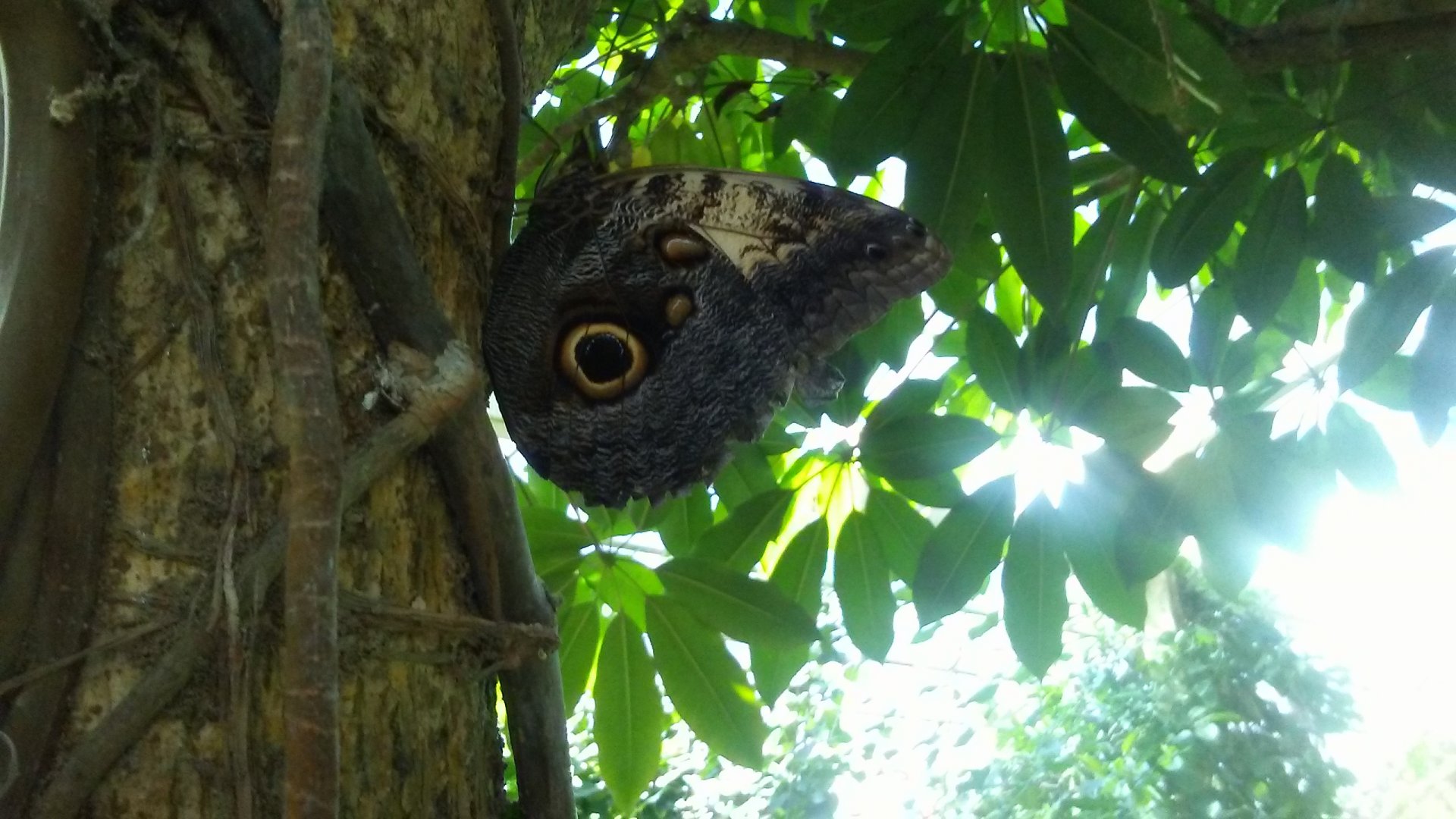 Giant owl-eye butterfly