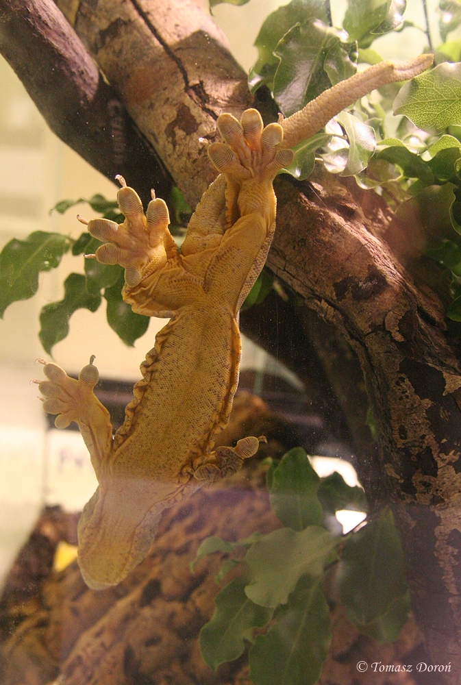 Giant Pacific Gecko (Gehyra vorax)