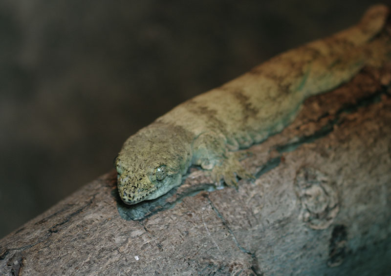 Giant Pacific gecko