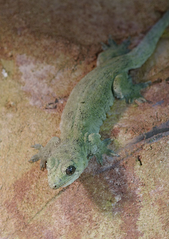 Giant Pacific gecko