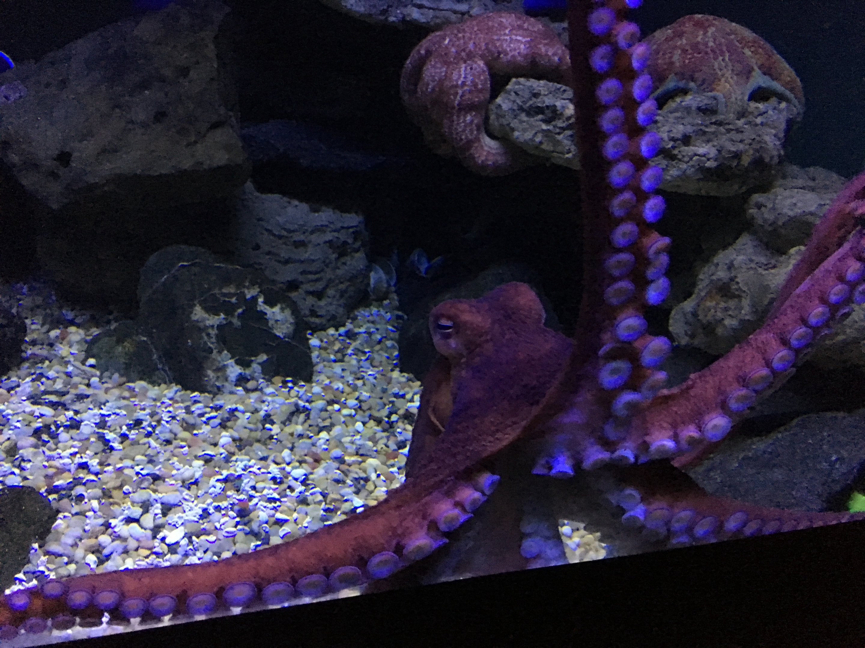 Giant Pacific Octopus (2016)