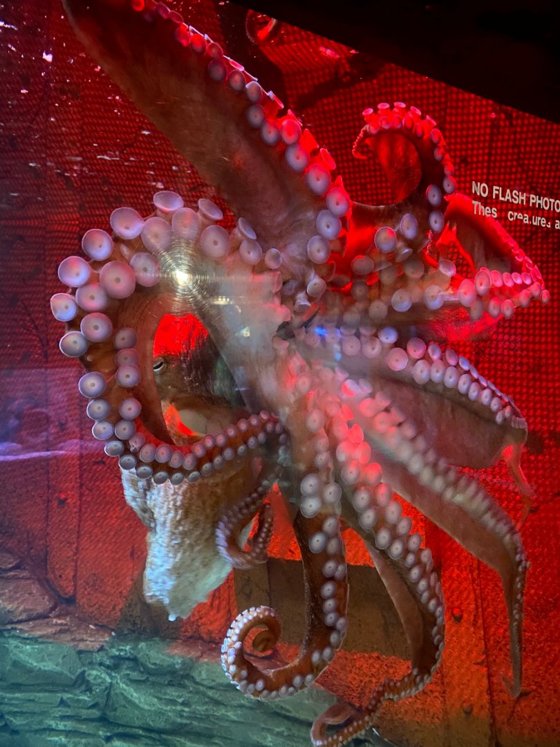 Giant Pacific octopus 240122