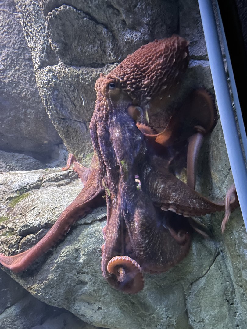 Giant Pacific Octopus (5/23/22)