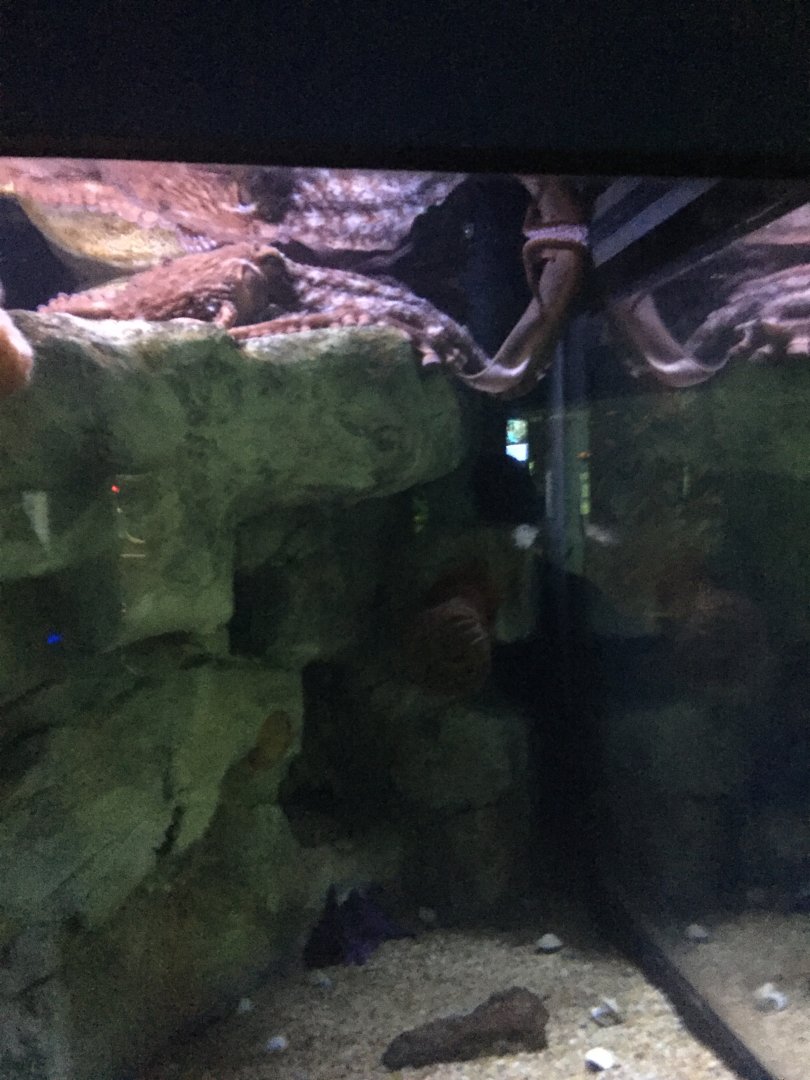 Giant Pacific Octopus 9-9-2018