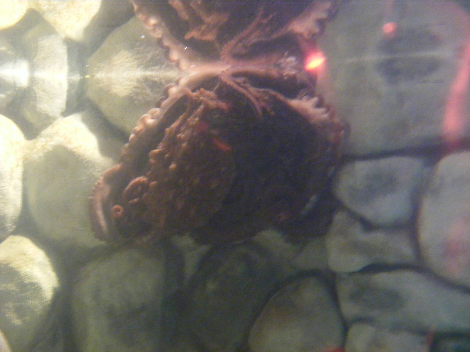 Giant Pacific octopus at Benalmadena Sea Life Centre, 1 May 2009
