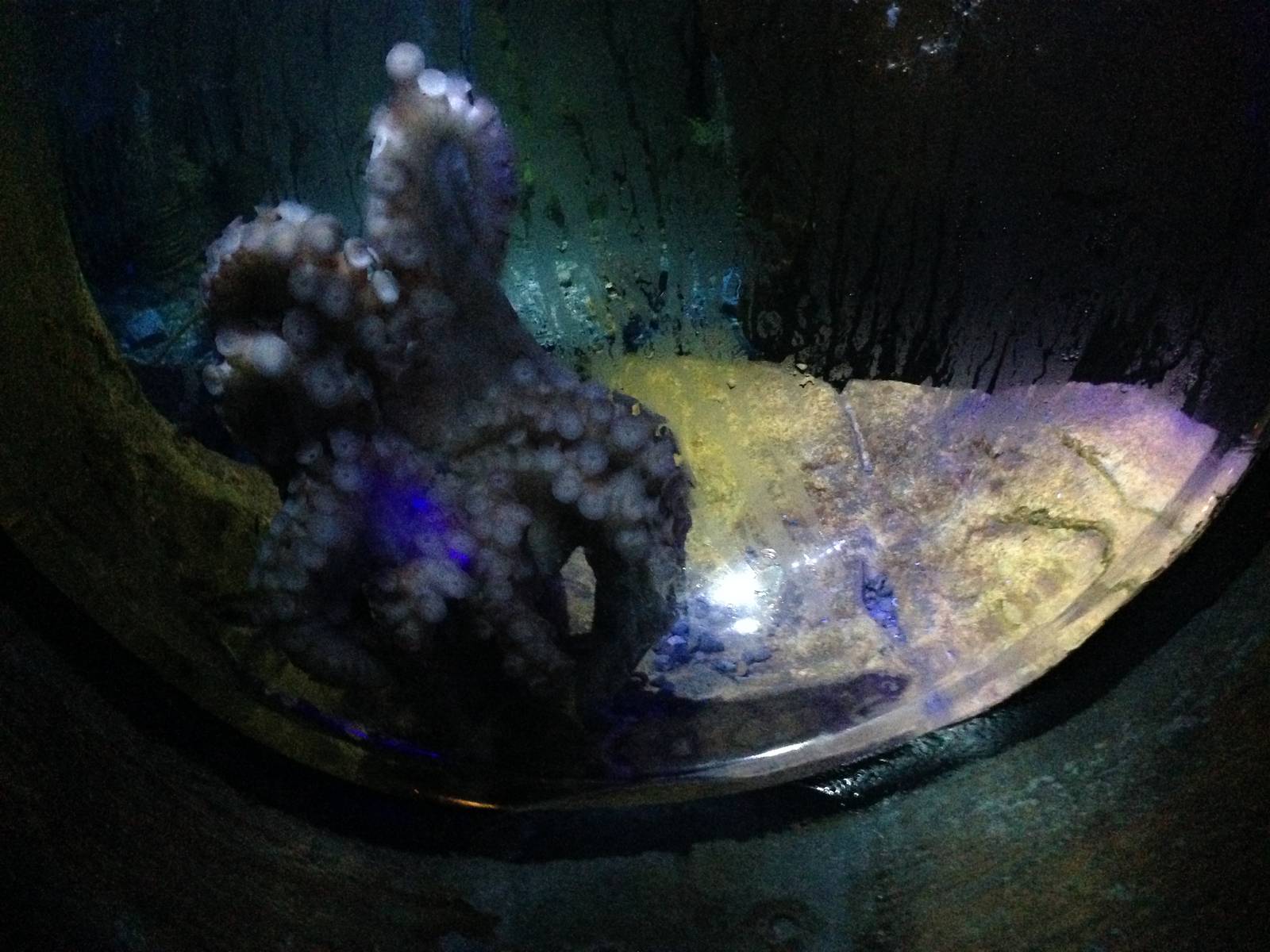 Giant Pacific Octopus at Blue Planet Aquarium - 05/10/2013