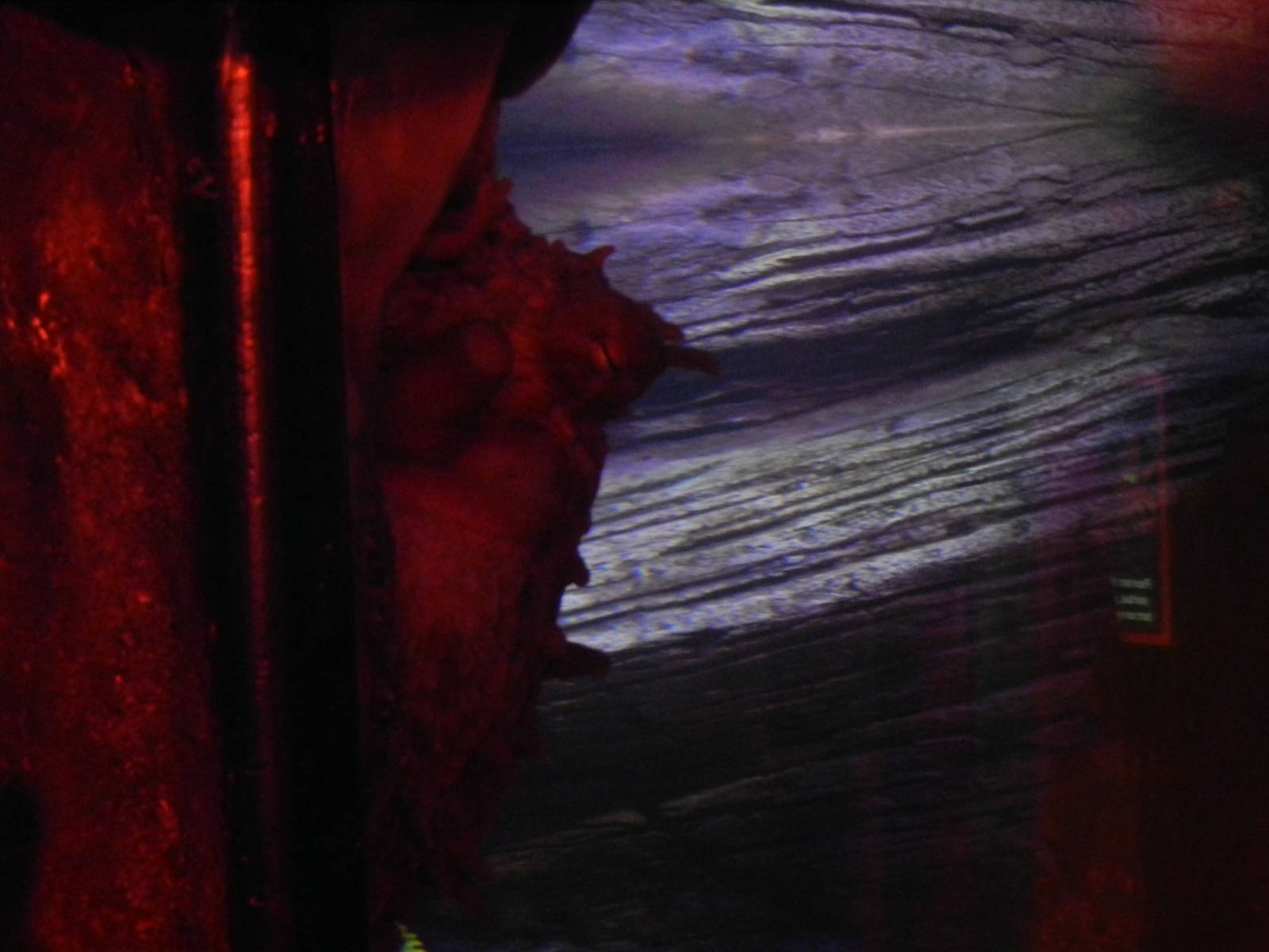 Giant Pacific Octopus at SEA LIFE Scarborough - 26/08/2012