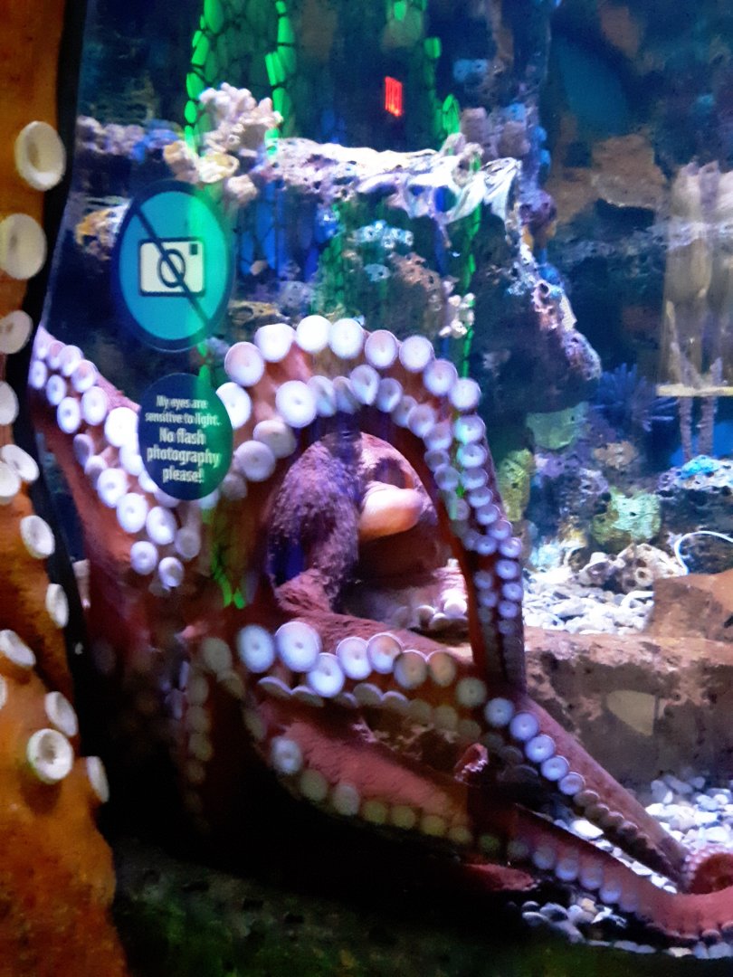 Giant Pacific Octopus at the Greensboro Science Center