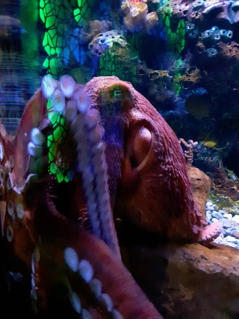 Giant Pacific Octopus at the Greensboro Science Center