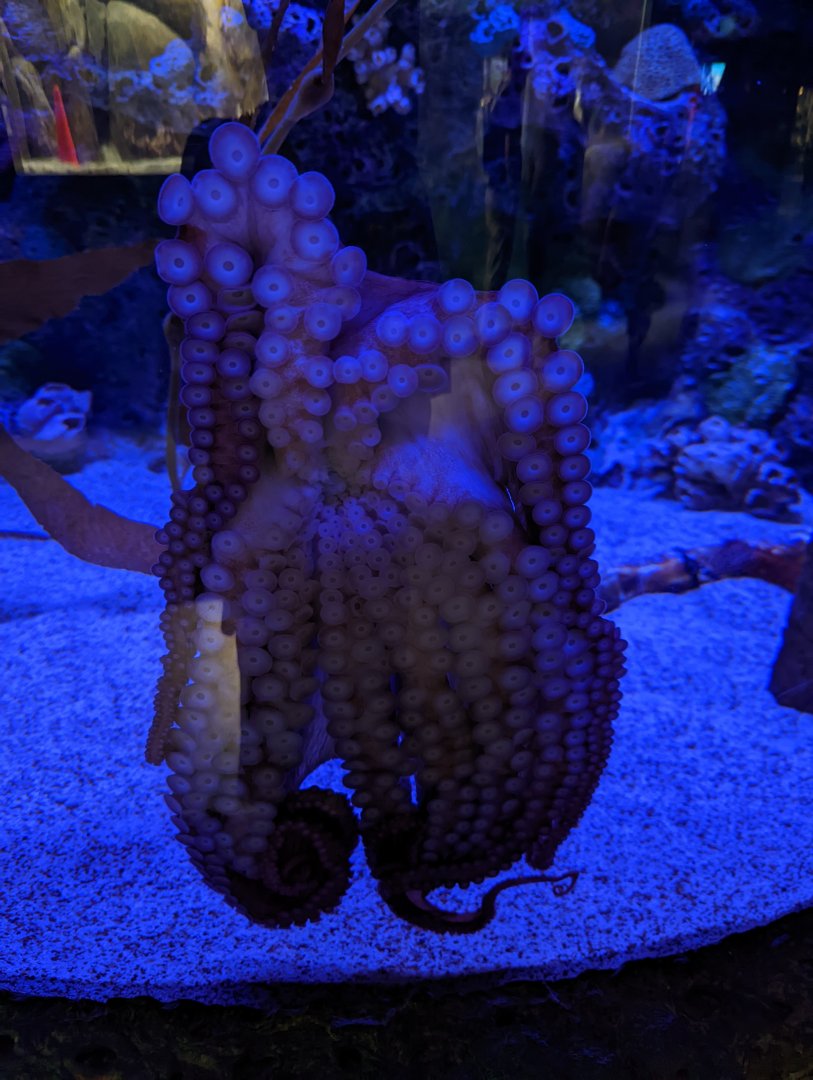 Giant Pacific Octopus at the Greensboro Science Center