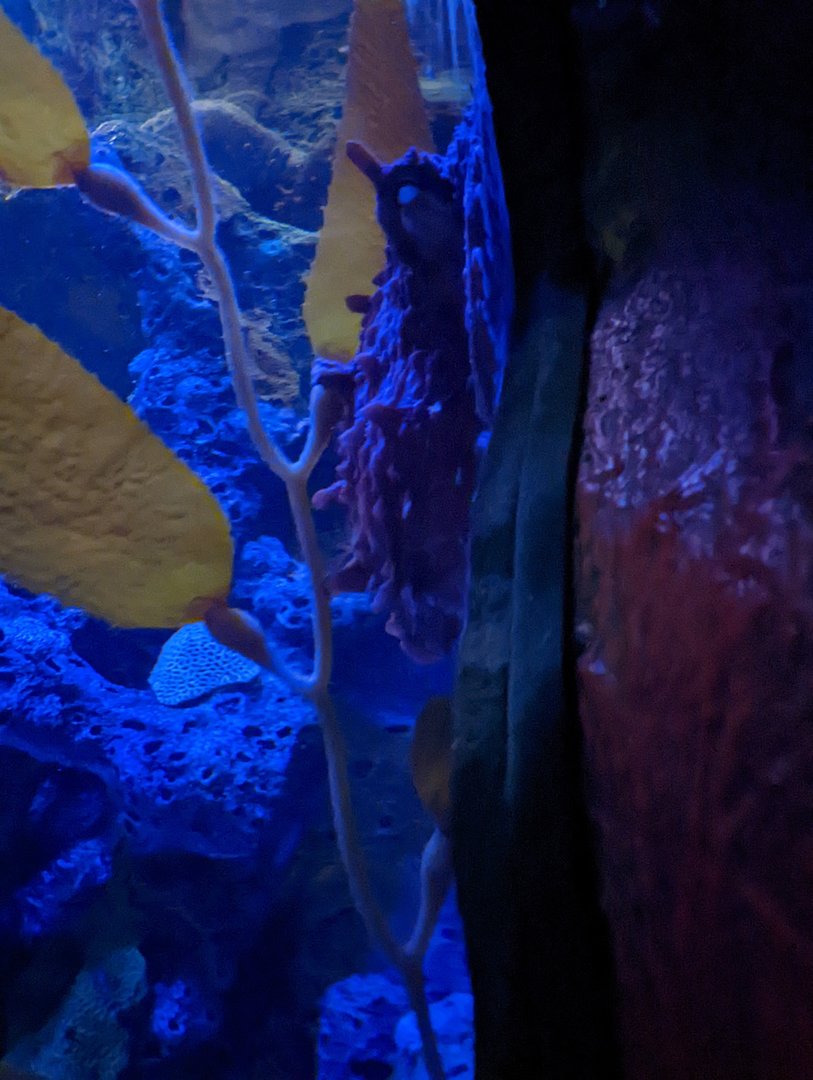 Giant Pacific Octopus at the Greensboro Science Center