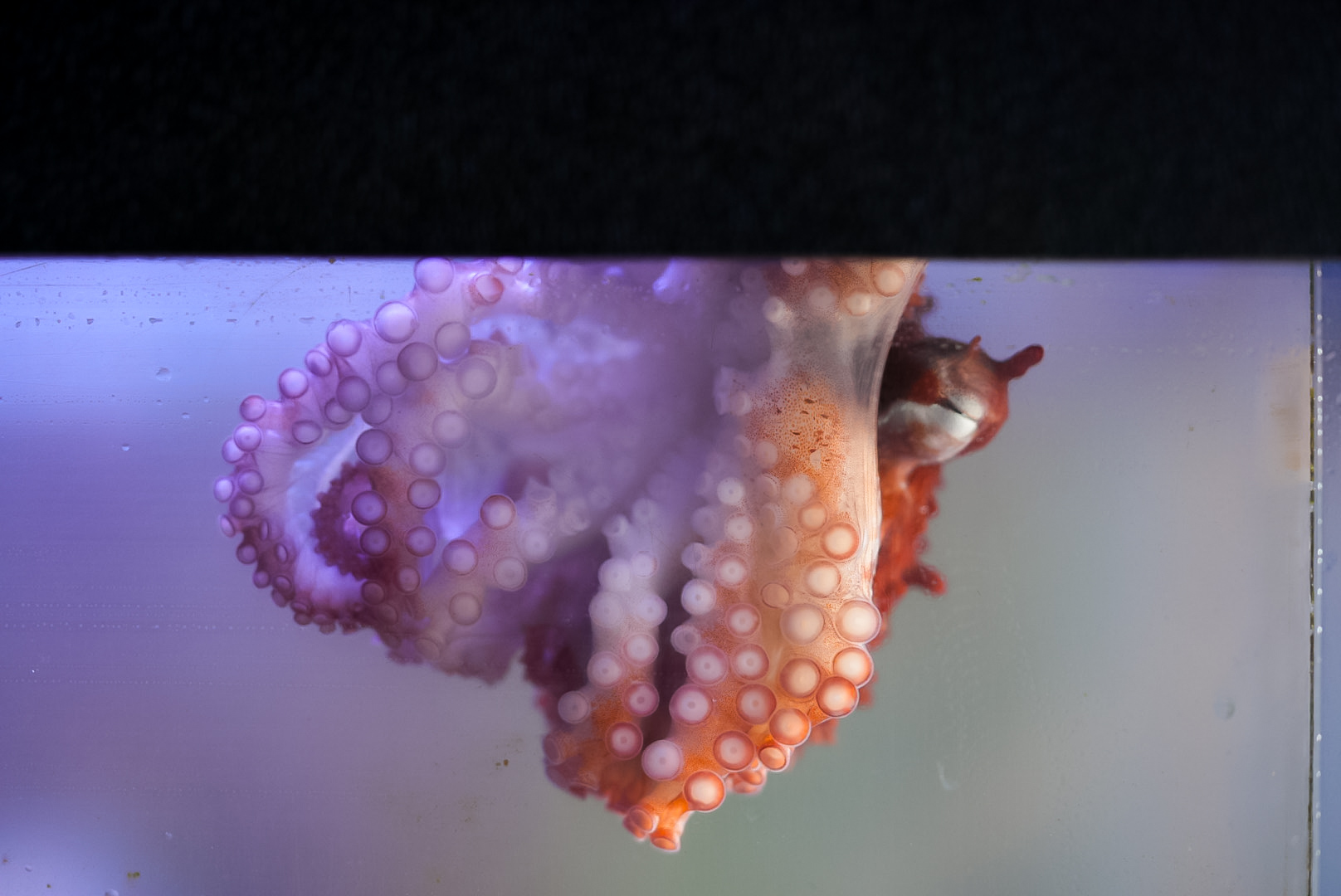 Giant Pacific Octopus (baby)