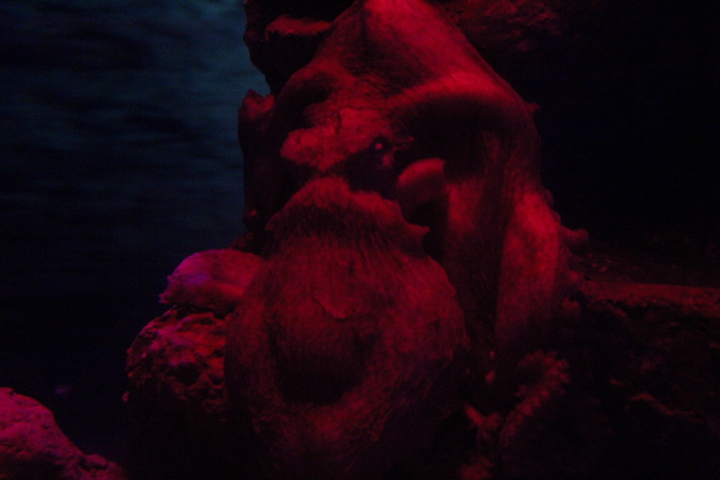 Giant Pacific octopus (Enteroctopus dofleini) - BXSea