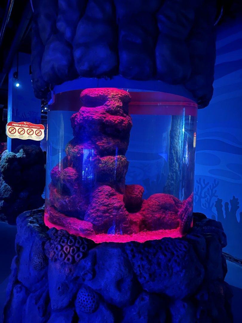 giant pacific octopus (enteroctopus dofleini) exhibit - BX Sea