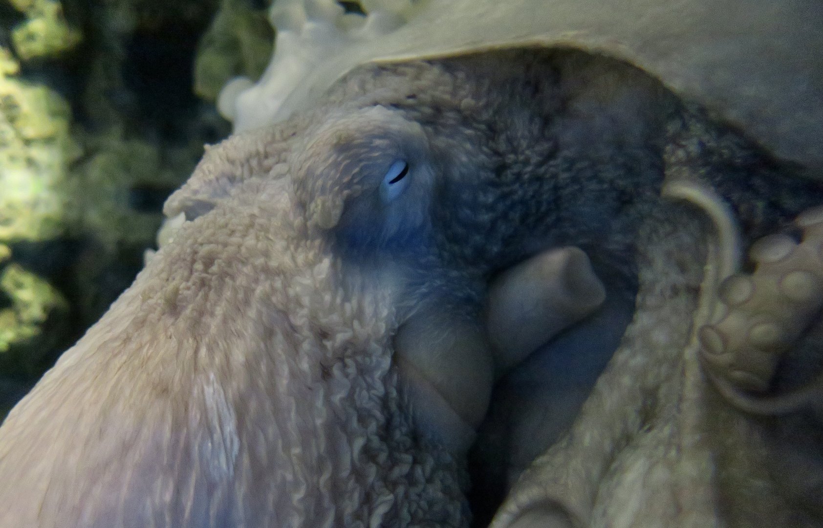 Giant Pacific Octopus (Enteroctopus dofleini) - Xpark