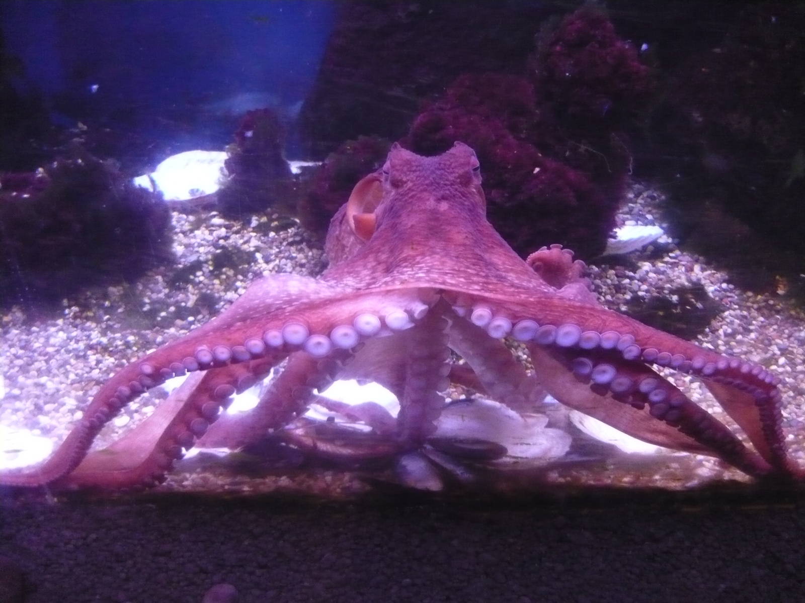 Giant Pacific octopus (Enteroctopus dofleini)
