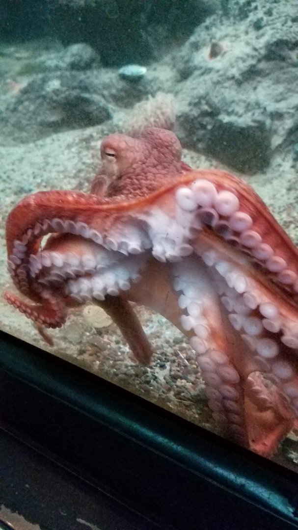 Giant Pacific Octopus (Enteroctopus dofleini)
