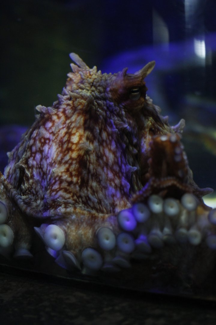 Giant Pacific octopus (Enteroctopus dofleini)